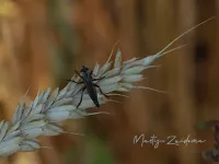 Zwartdijroofvlieg [Neomochtherus geniculatus]